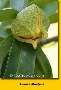 Wild Soursop, Wild Custard Apple, Guanabana de Monte, Wild Soursop