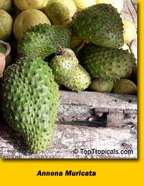 Soursop, Guanabana, Graviola