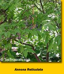 Custard Apple (Chirimoya-Cuba), Corazon