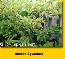 Sugar Apple, Sweetsop-anan, Atis, Sitafal, Seetha Payam, Araticum